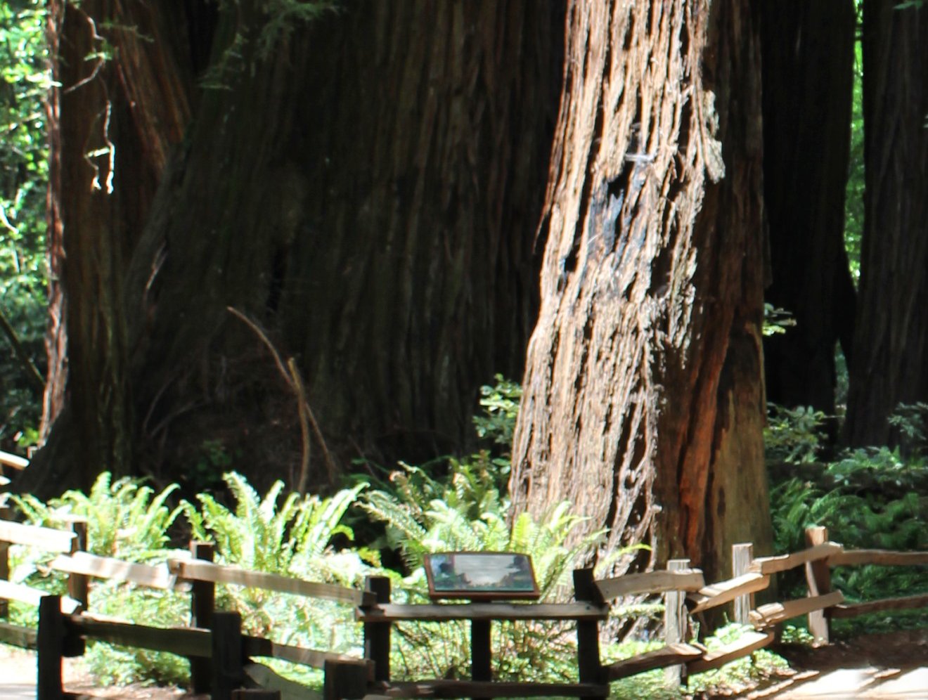 Landscape Photo of the Muir Woods National Monument
