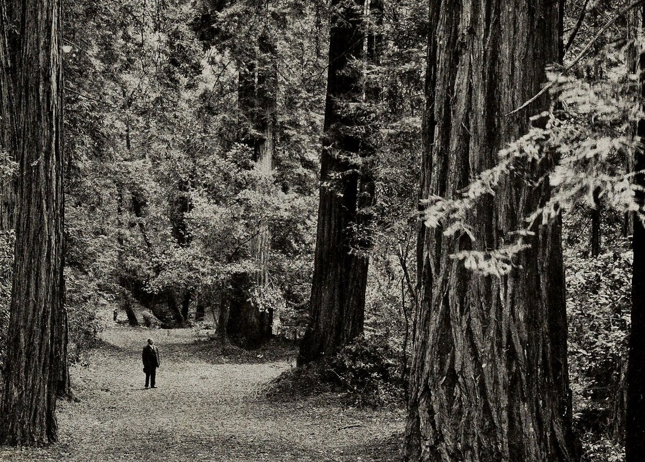 Grayscale Landscape Photo of the The Muir Woods National Monument