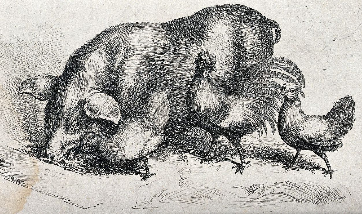 A_pig_and_three_hens_coming_to_feed_from_a_trough._Etching