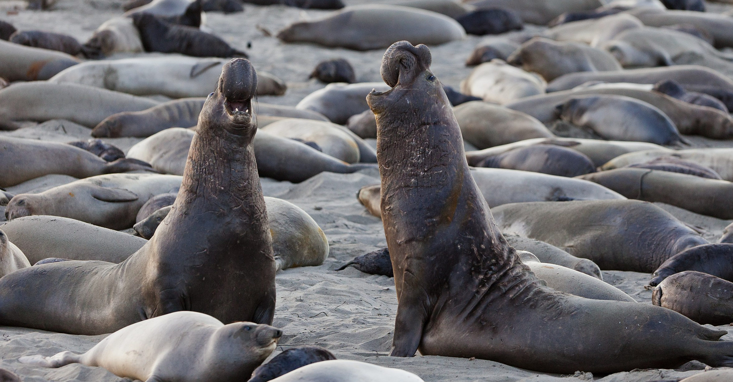 Northern Elephant Seals at sunrise early light - 2012