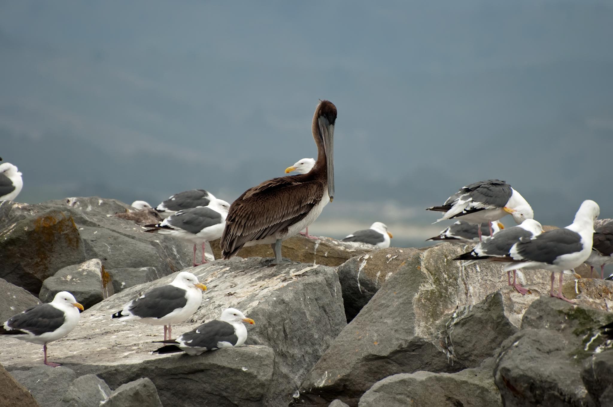 The Farallon Islands birds - 2009