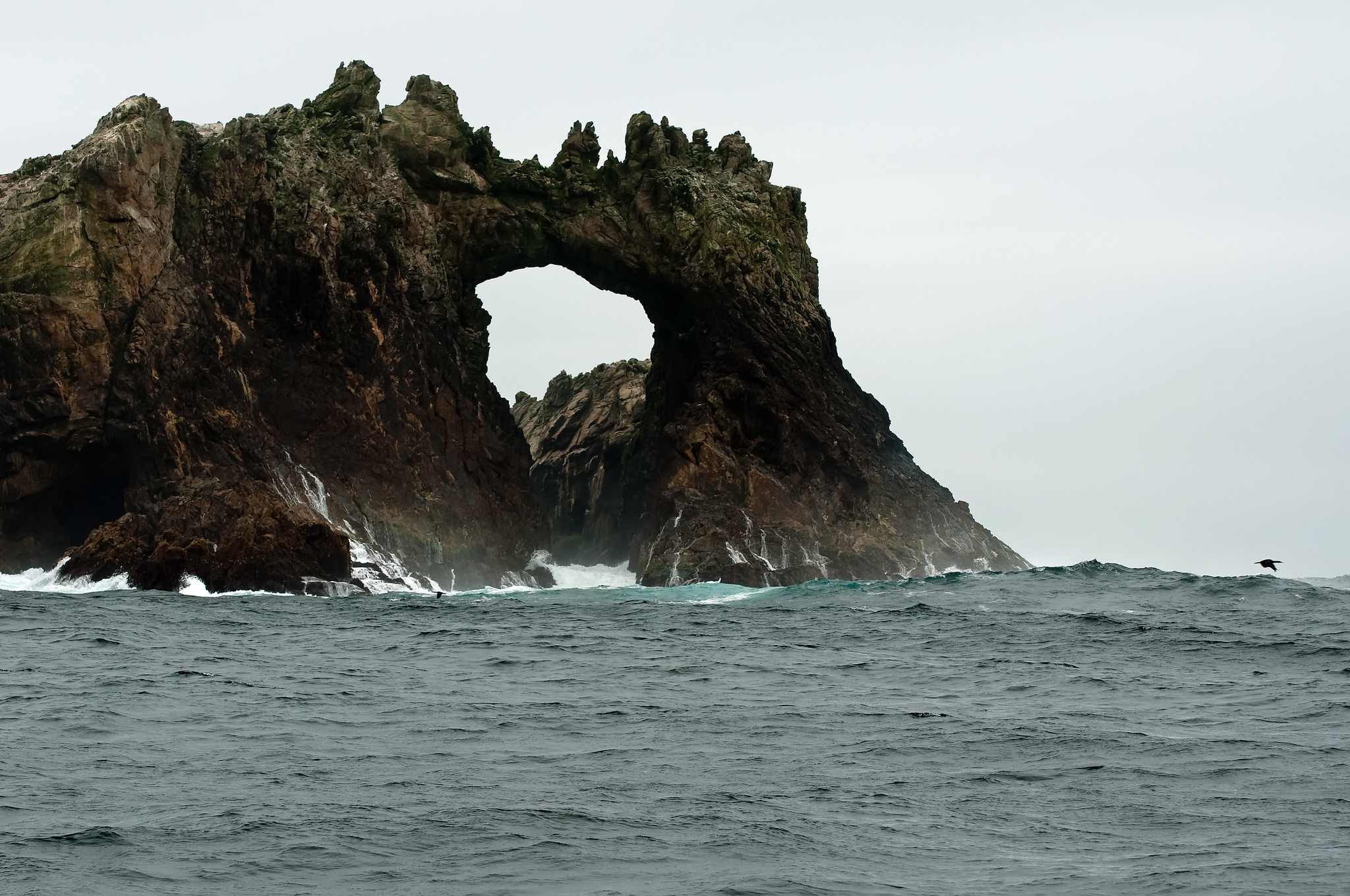 Farallon Islands - 2009