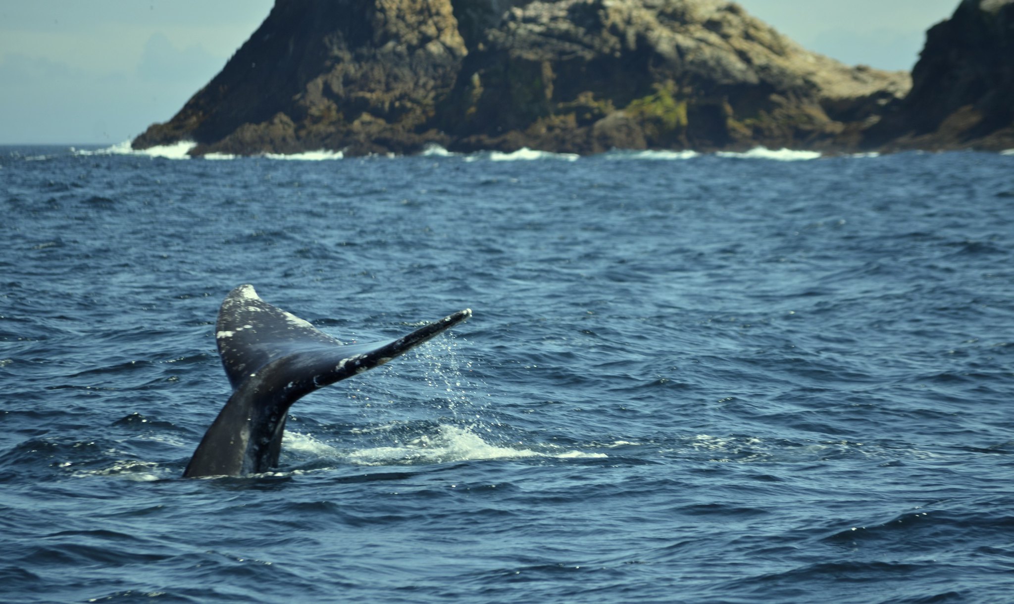 Grey whales that we were able to spot on our trip to the Farallon Islands,  - 2012