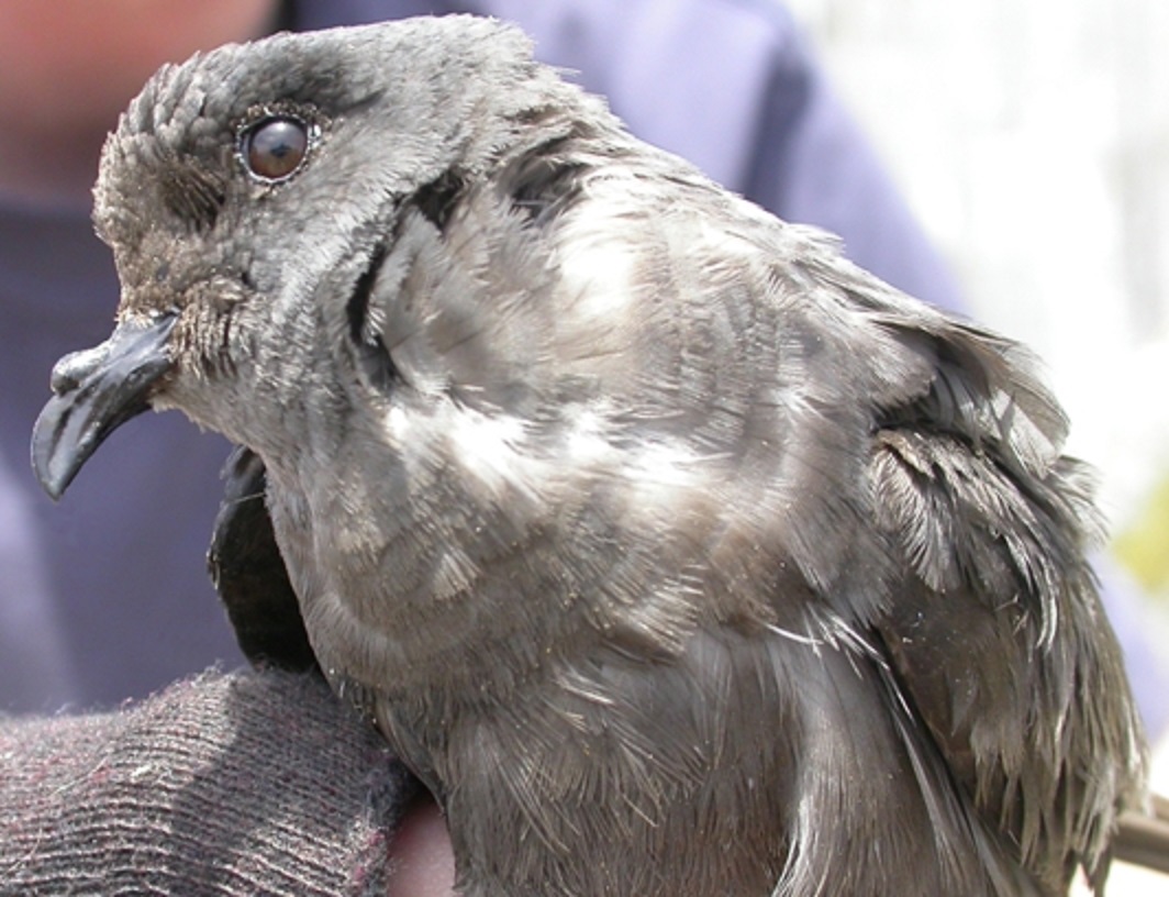Ashy Storm-petrel bird.