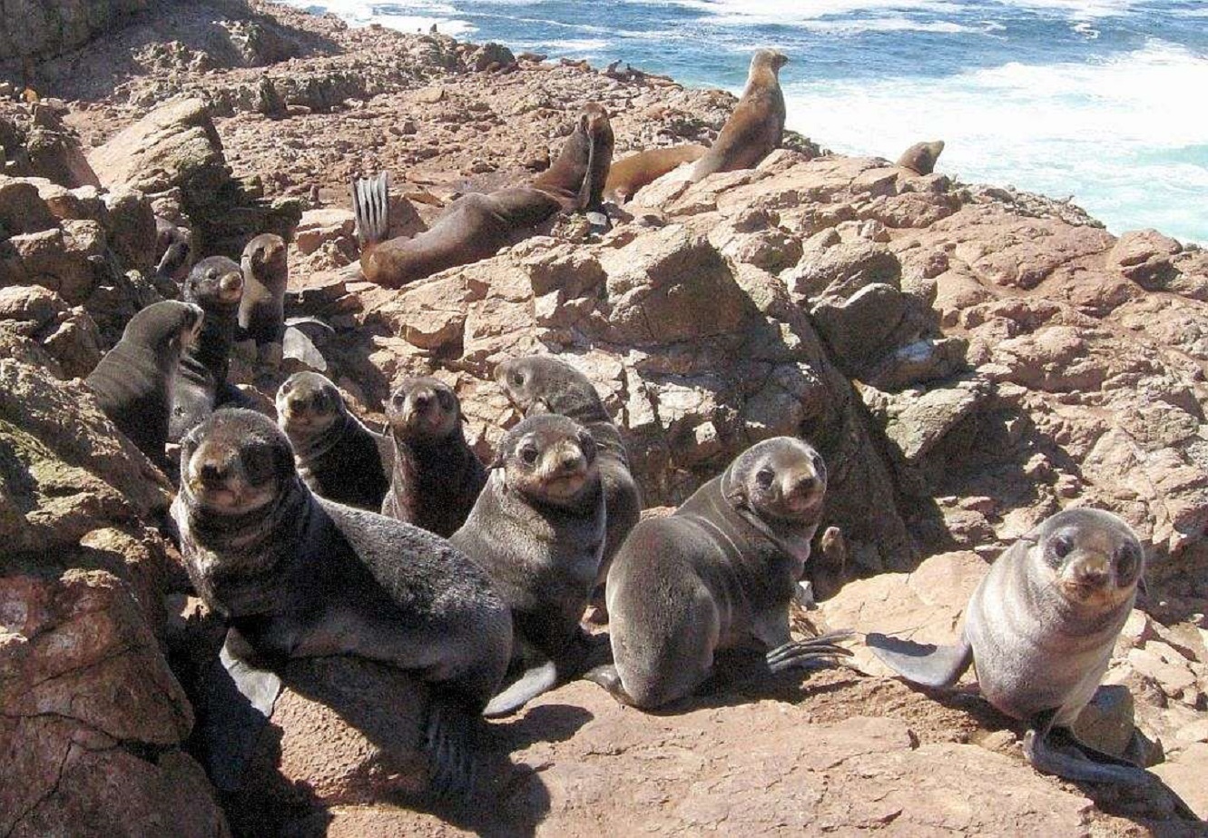 Fur seals in the Farallon National Wildlife Refuge wilderness - 2011