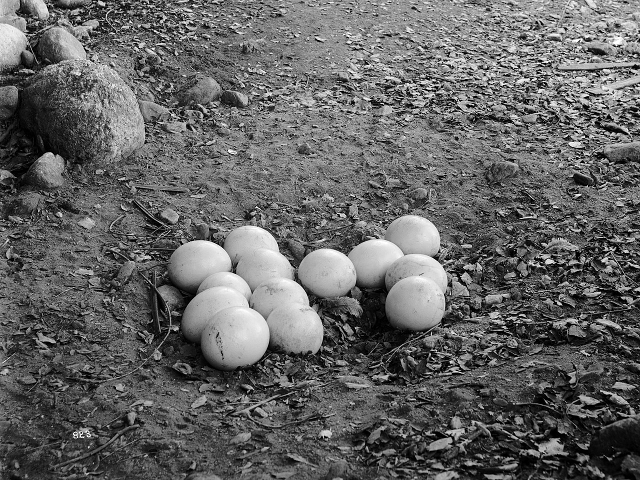 Ostrich eggs in a nest at an ostrich farm, South Pasadena, - ca.1900