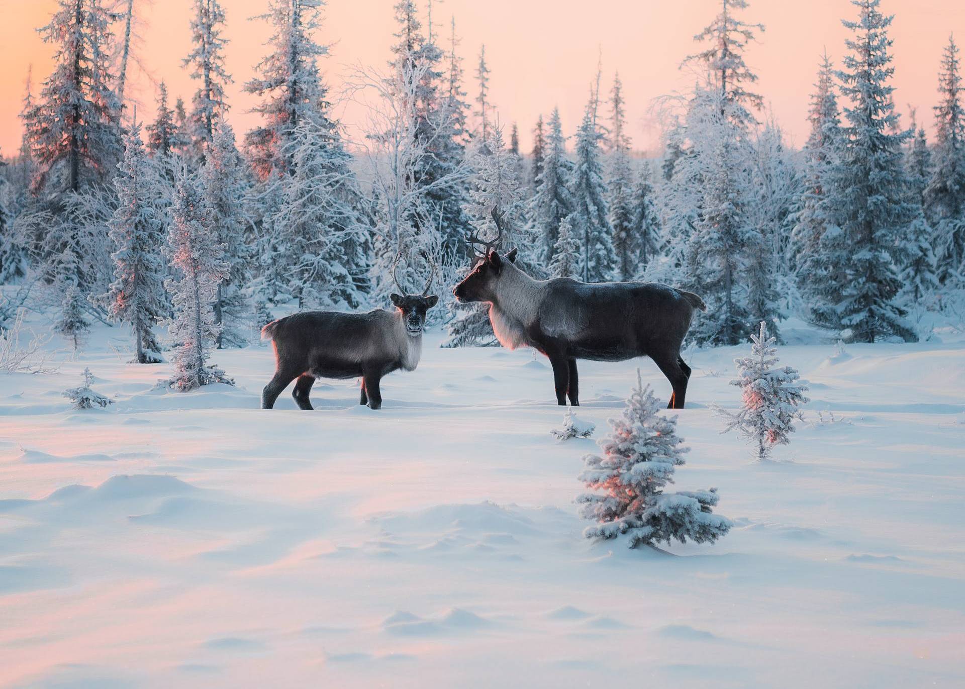 two reindeers