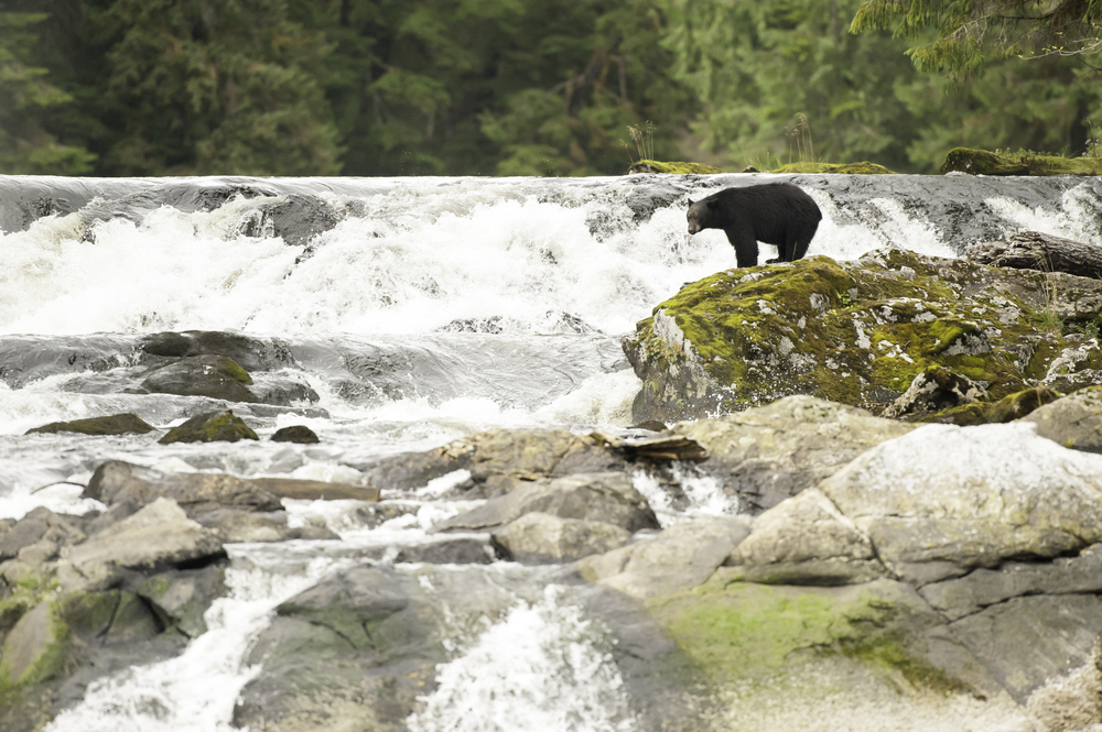 Great Bear Rainforest of Canada