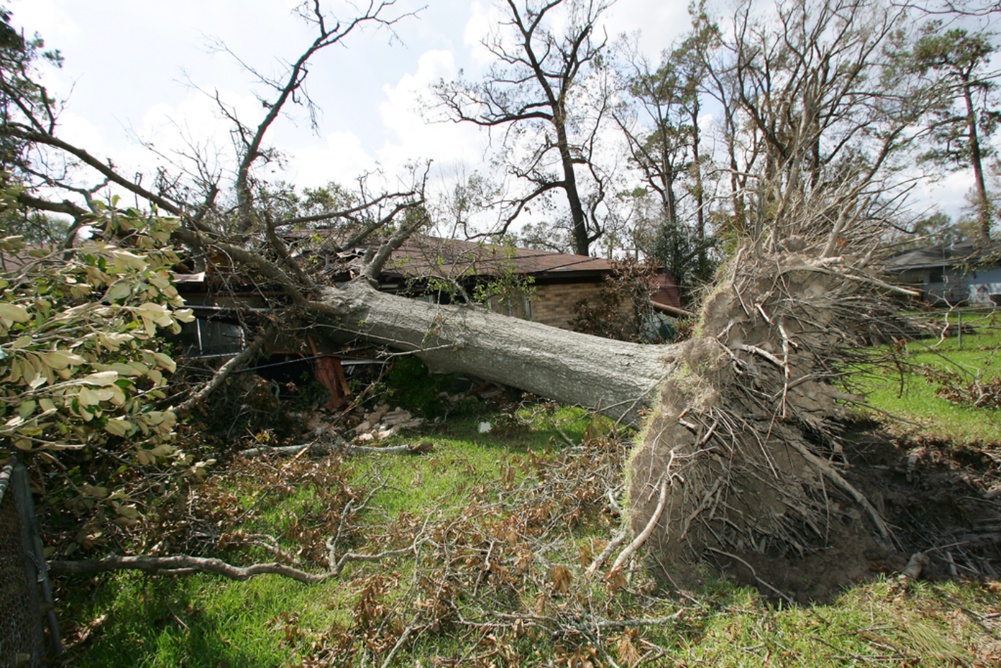 Uprooted tree after hurricane - 2005