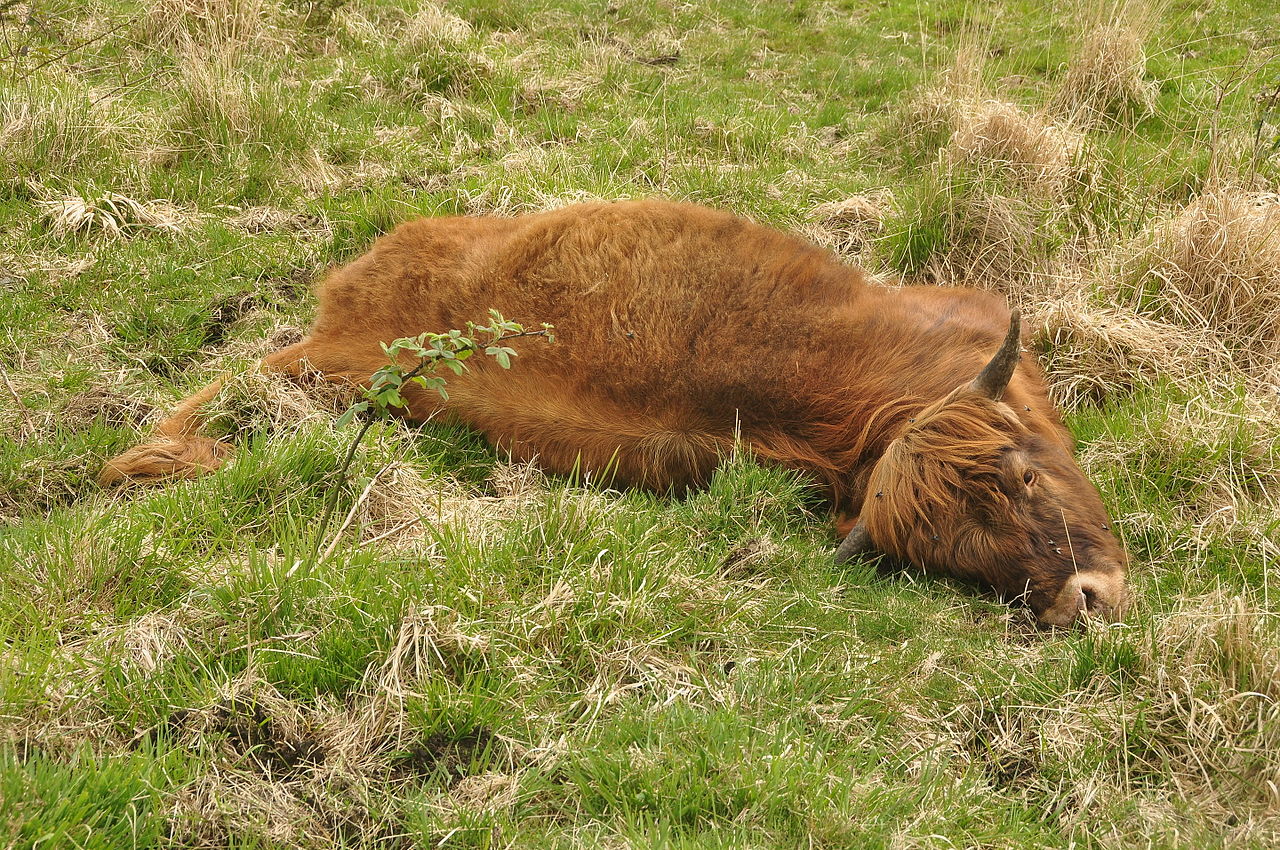 Brown cow laying on the ground - 2014