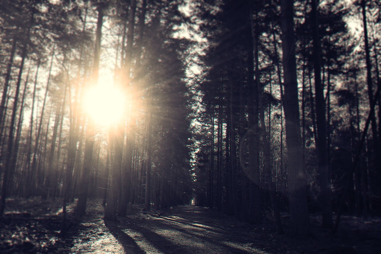 Sun light in woods