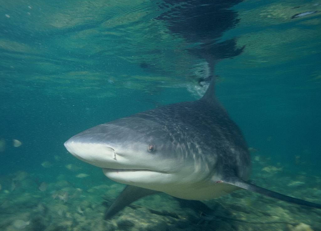 Photo of a Bull Shark swimming in ocean