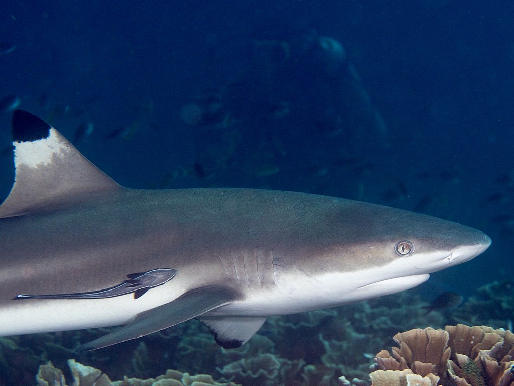 The blacktip reef shark (Carcharhinus melanopterus) swimming in the ocean