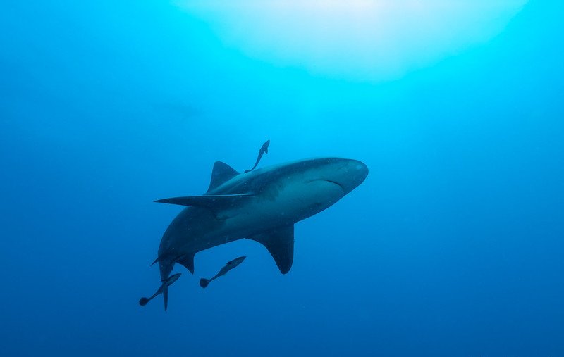 Photo of a Bull Shark swimming in ocean