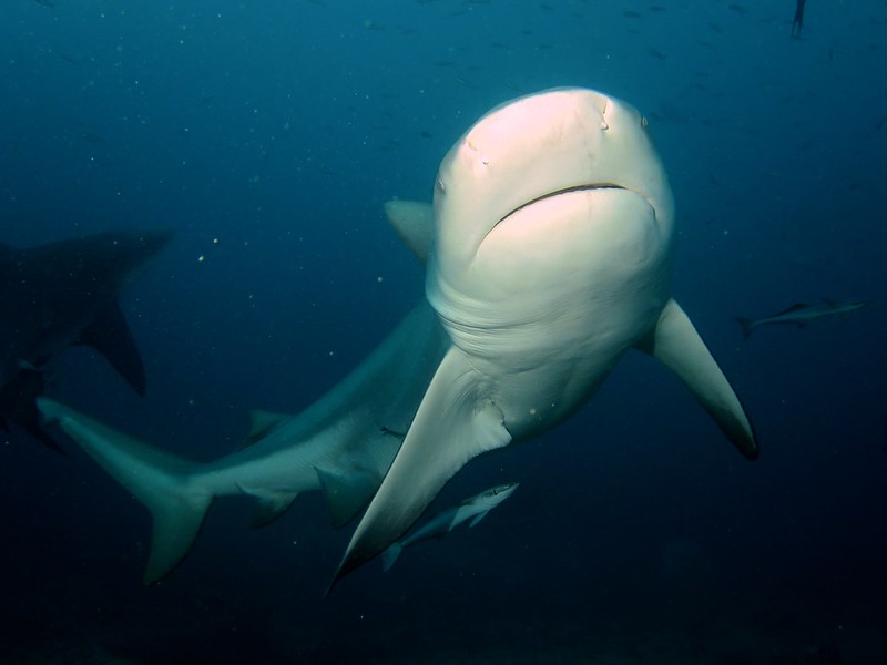 Photo of a Bull Shark swimming in ocean