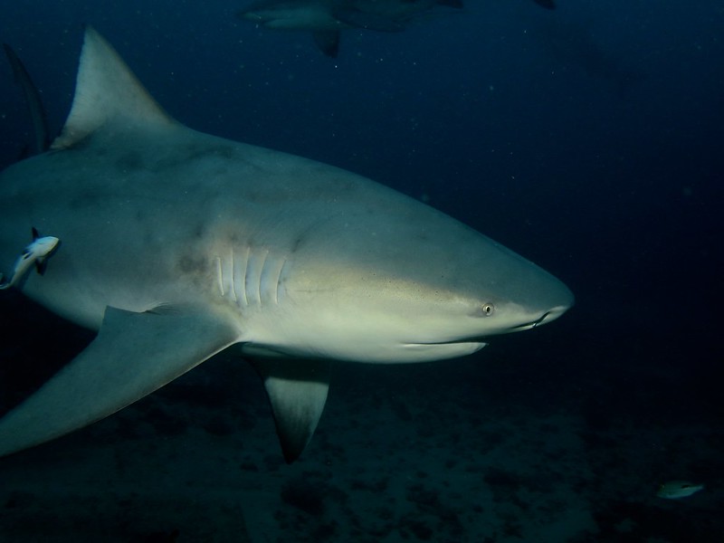 Photo of a Bull Shark swimming in ocean