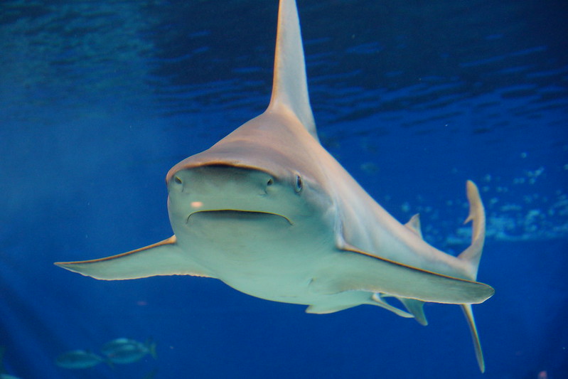 Photo of a Bull Shark swimming in ocean