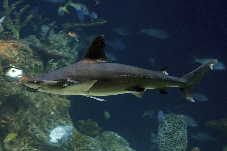 The blacktip reef shark (Carcharhinus melanopterus) swimming in the ocean