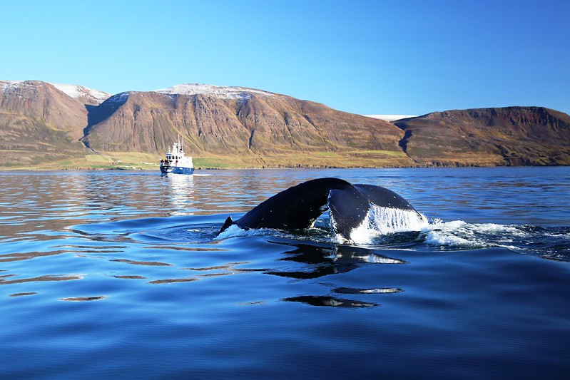Watching humpbacked whales in Akureyri with Elding Trips