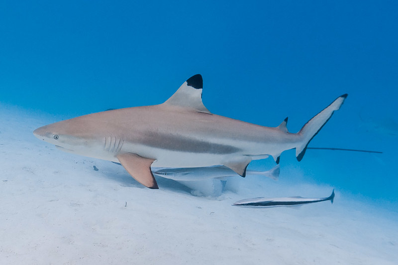 Blacktip reef shark, male with sharksuckers