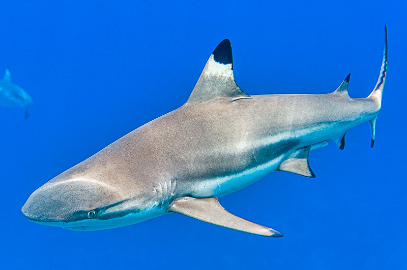 Blacktip Reef Shark, male - Carcharhinus melanopterus swimming in ocean