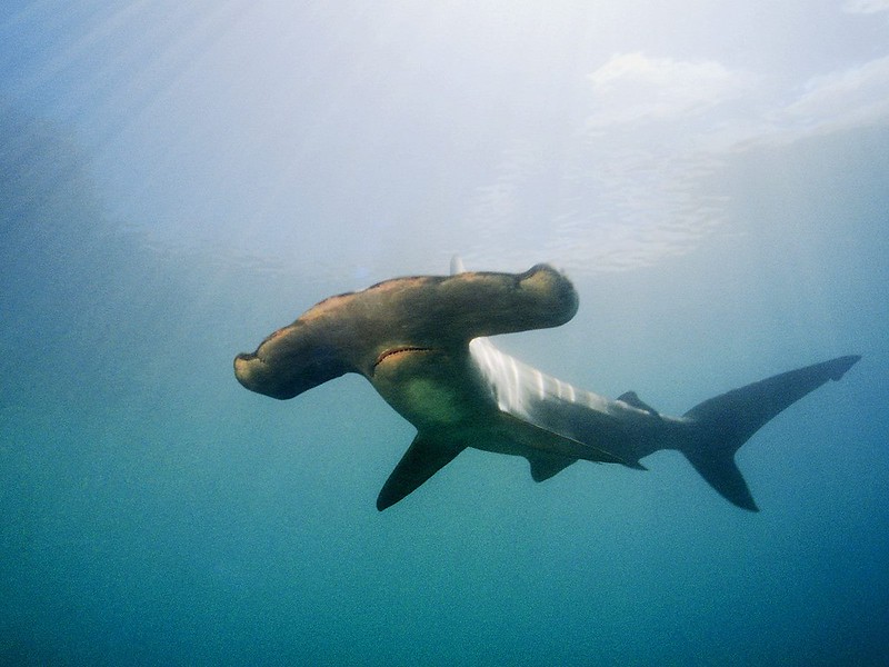 Scalloped Hammerhead Shark, Hawaii