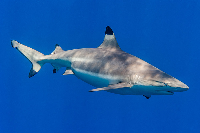 Blacktip Reef Shark, female - Carcharhinus melanopterus, swimming in ocean