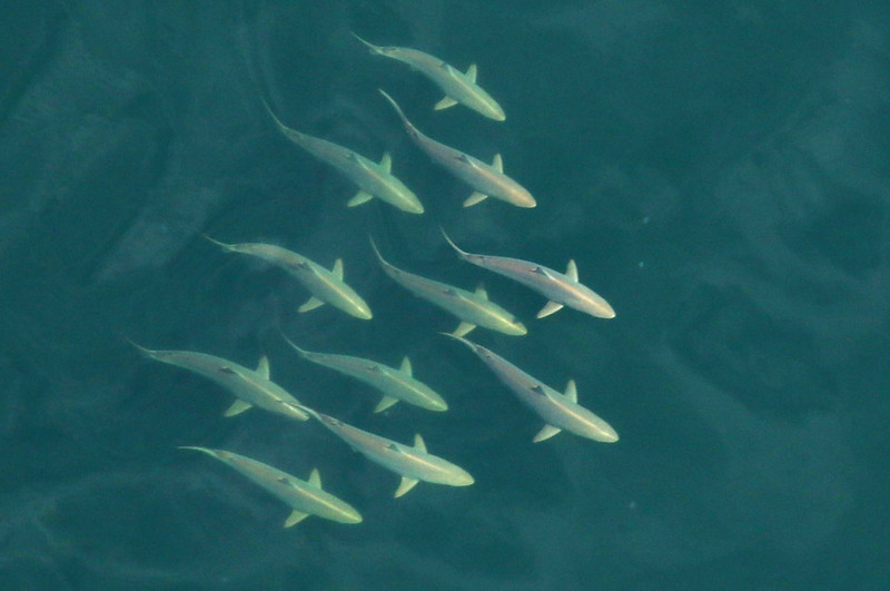 A group of 11 sharks swim together about 12 nautical miles offshore of New Smyrna Beach