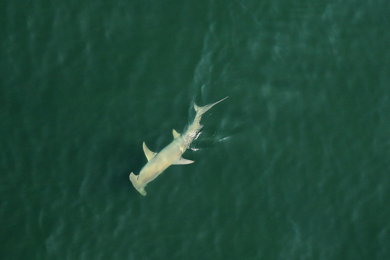 Photo of a great hammerhead shark, Florida.