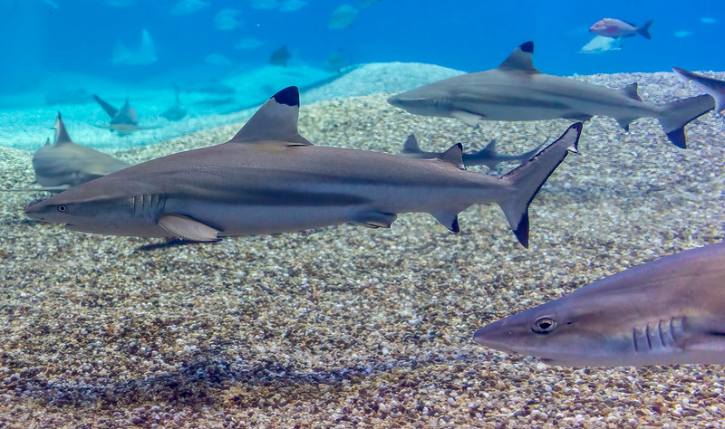 The blacktip reef shark (Carcharhinus melanopterus) swimming in the ocean