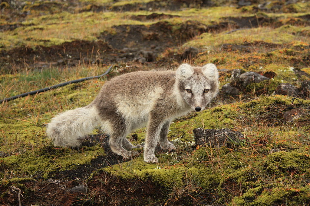 Young arctic fox near Thrihnukagigur volcano