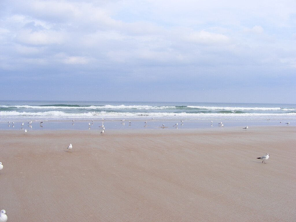 Seagulls on the beach at Daytona Beach Shores, Volusia County, Florida.