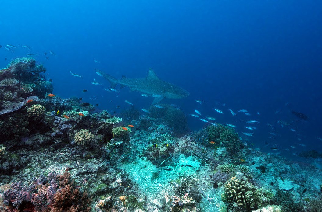Photo of a Bull Shark swimming in ocean