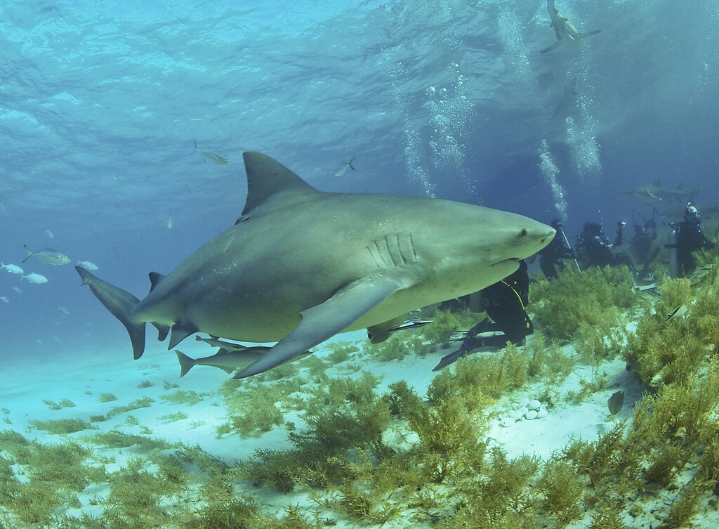 Photo of a Bull Shark swimming in ocean