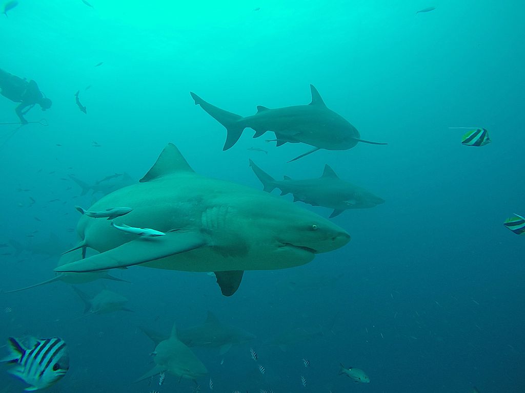 Bull sharks (Carcharhinus leucas) swimming in ocean