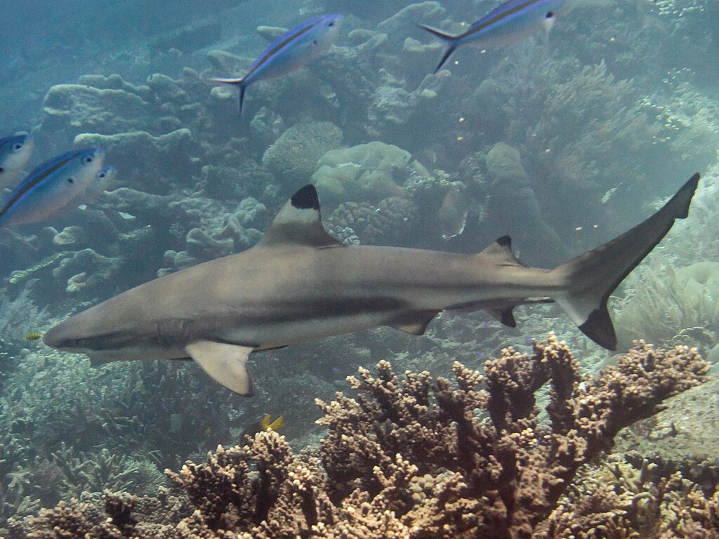 Blacktip Reef Shark (Carcharhinus Melanopterus) swimming in ocean