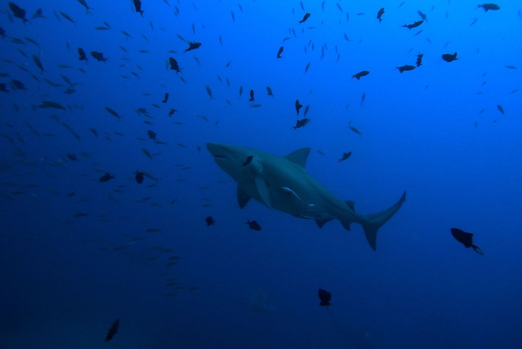 Photo of a Bull Shark swimming in ocean