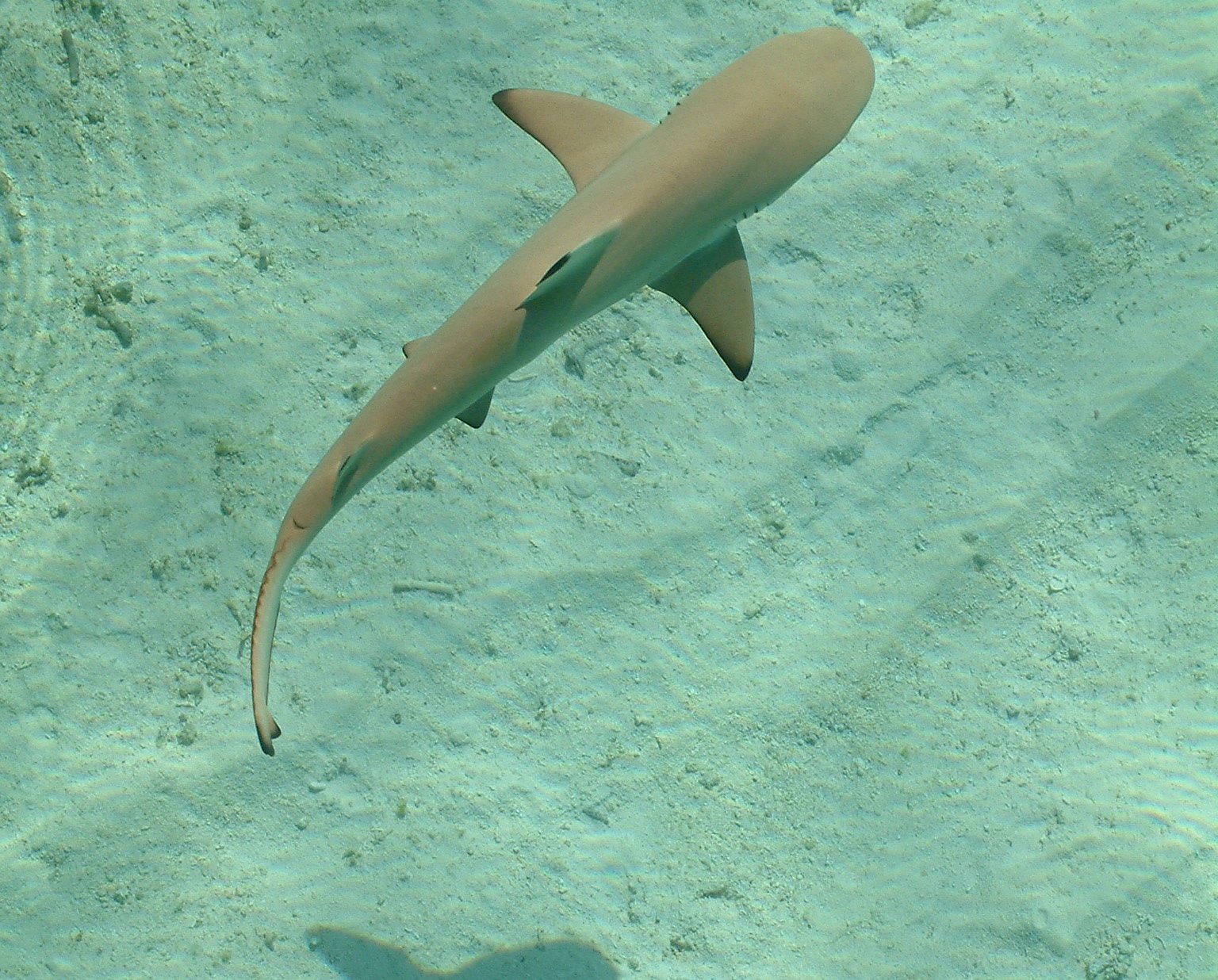 The blacktip reef shark (Carcharhinus melanopterus) swimming in the ocean