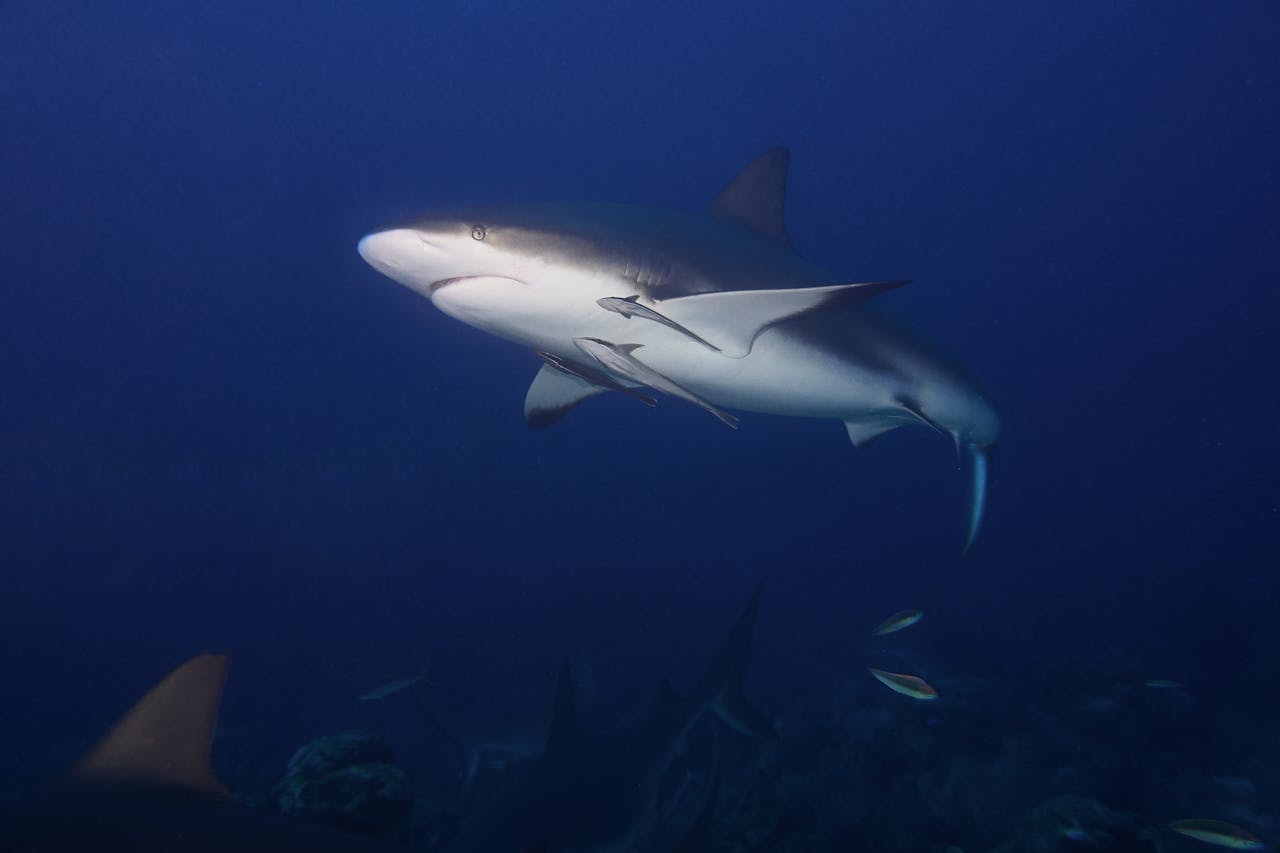 Photography of a gray and white bull shark swimming in ocean