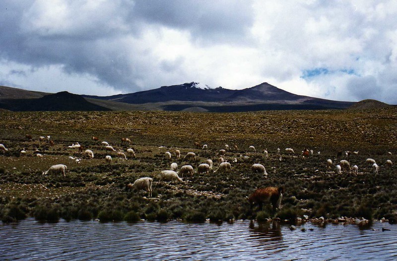 Guanacos, The guanaco (Lama guanicoe) is a camelid native to South America