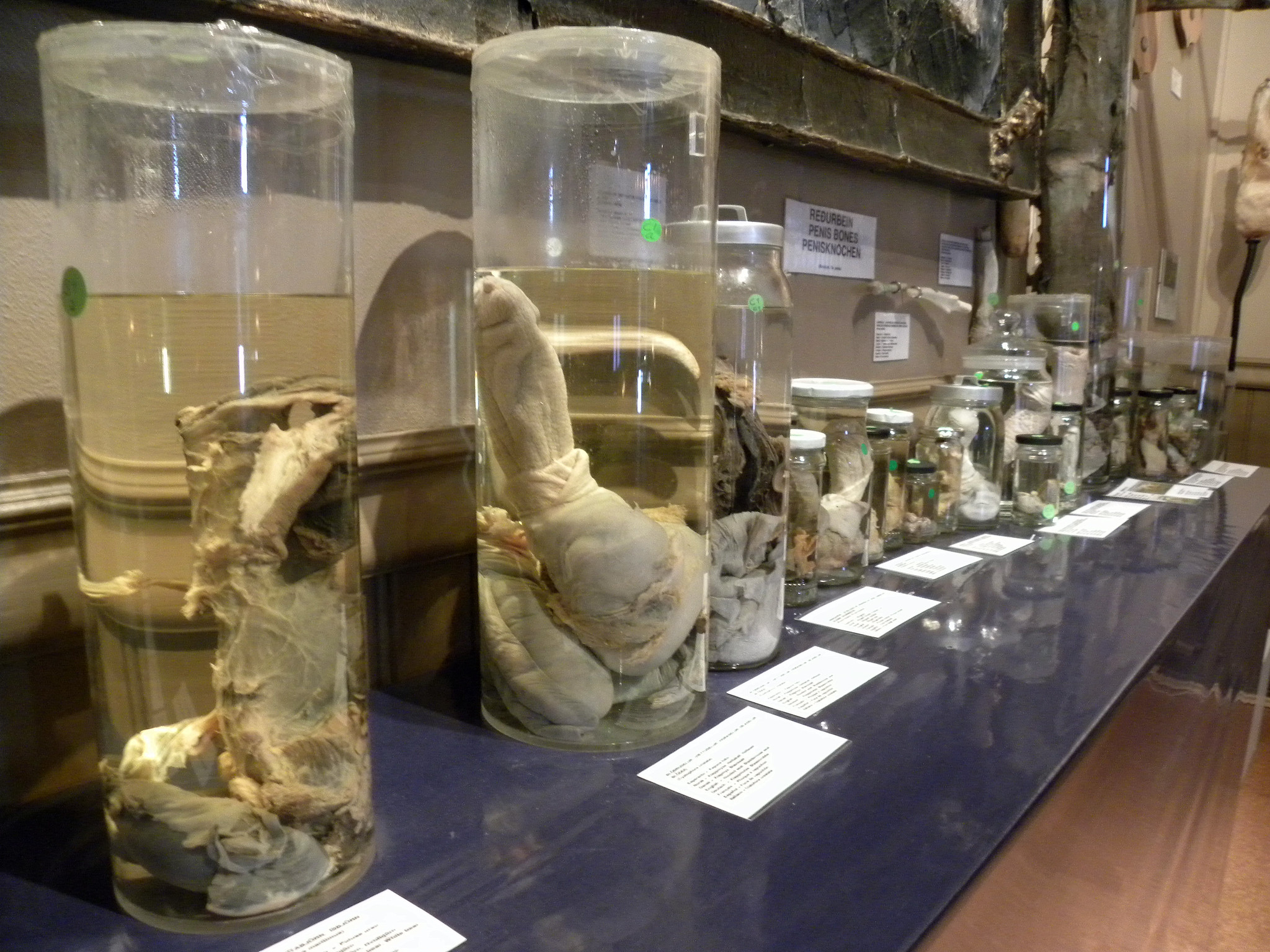 The Icelandic Phallological Museum - 2010