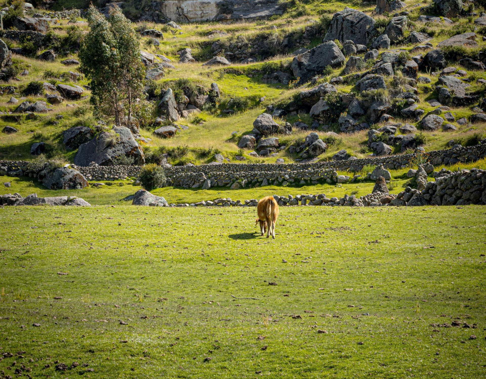 Landscape Photo of Pampachiri, Apurímac, Perú