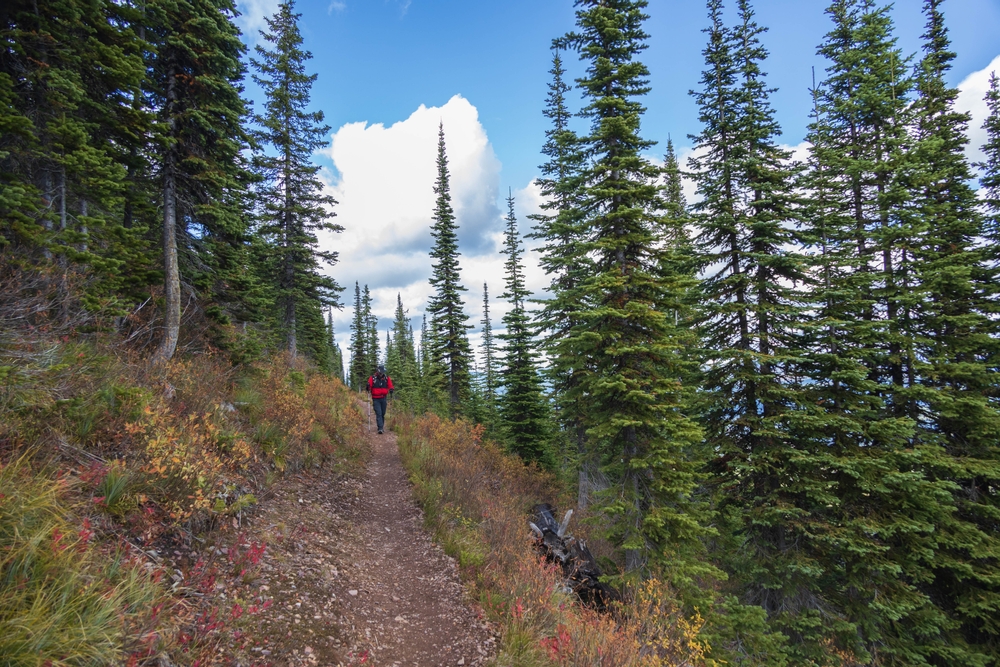 Huckleberry Trail at Glacier National Park