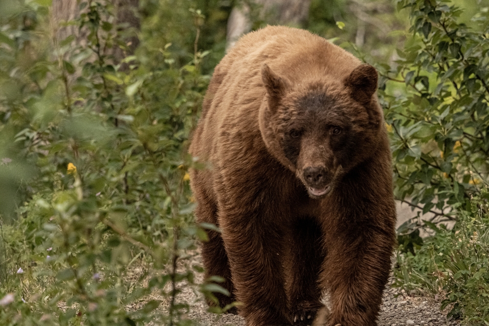 Bear at huckleberry trail, glacier national park