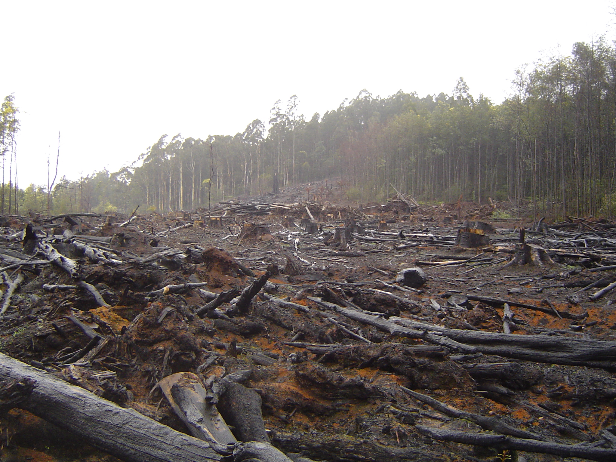 Deforestation of forest - 2006