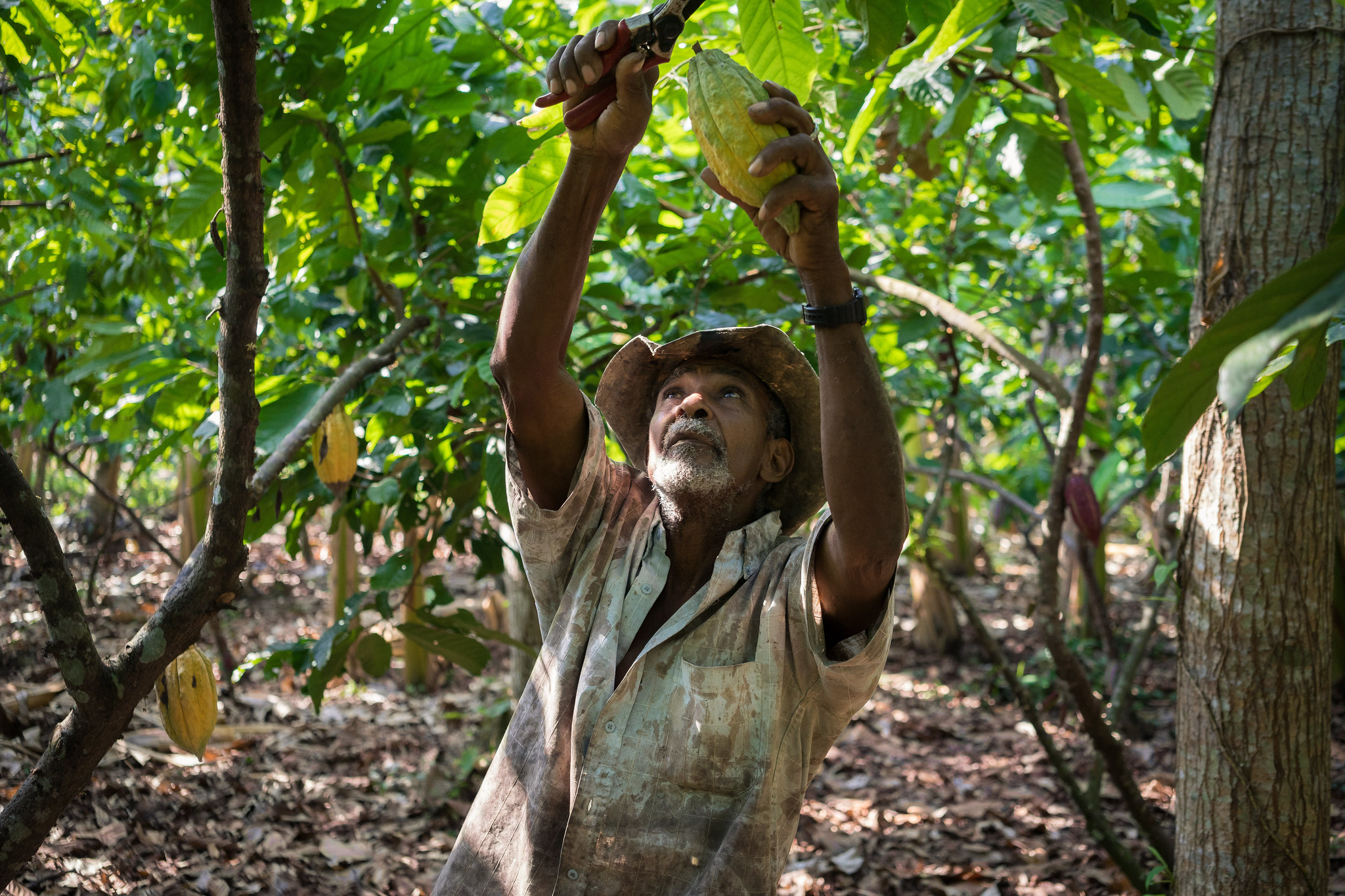 Man cuts cacao pods from the tree.