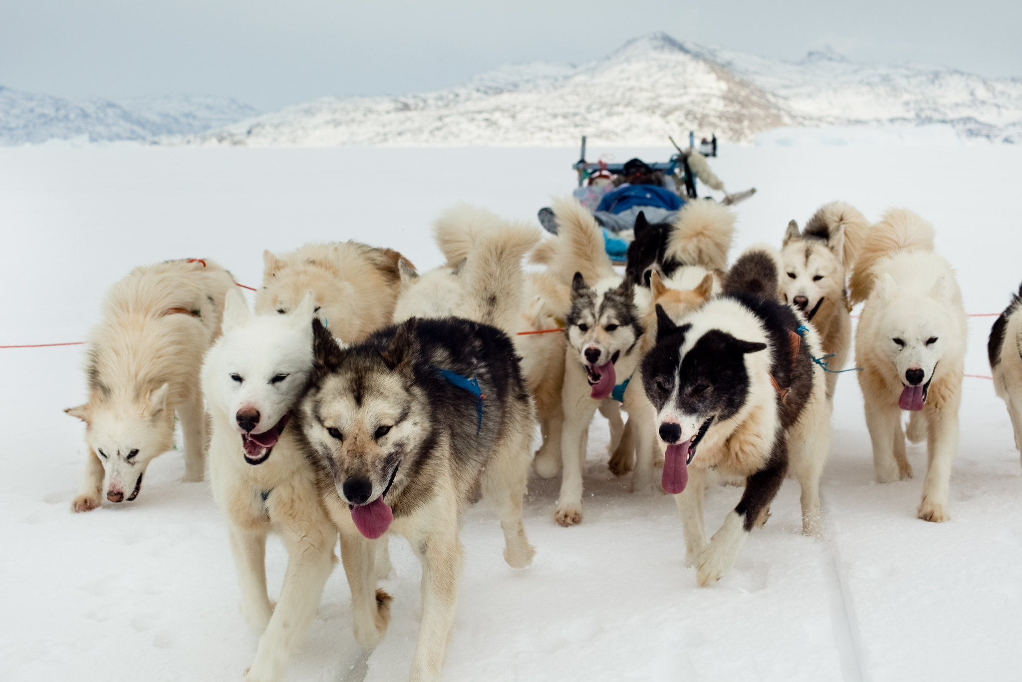 Dogs on sea ice, Greenland - 2010