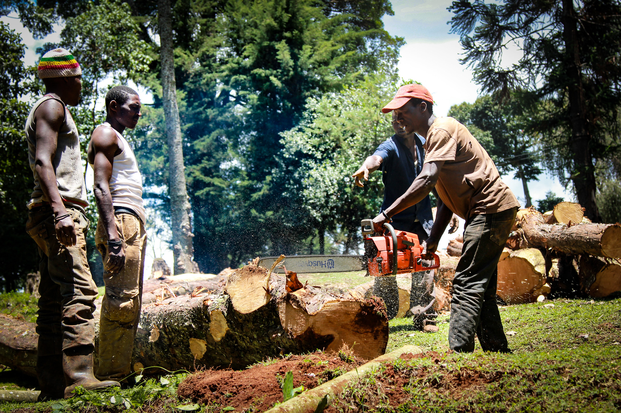Logging of trees at Itare Forest. - 2017
