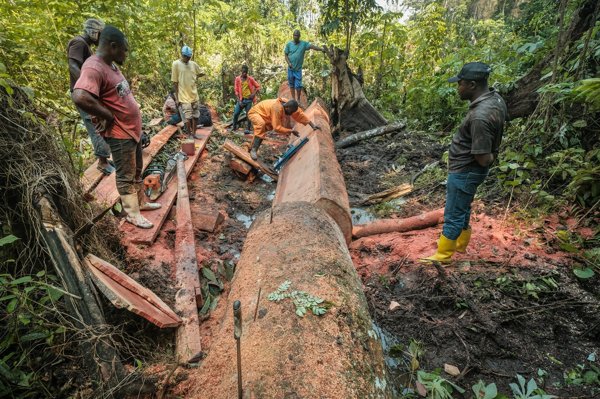 Loggers cutting a tree in forest.