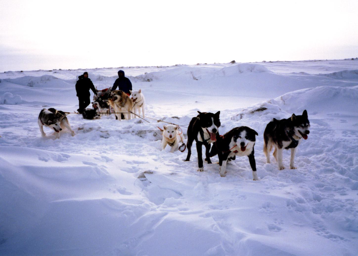 Dog Sled Transportation - 2002